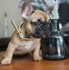 Bulldog Franc�s Micro Luxo