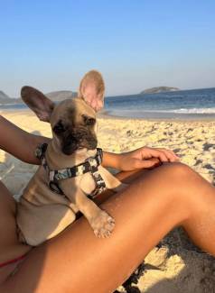 Filhote Macho De Bulldog Franc�s -  1800,00!