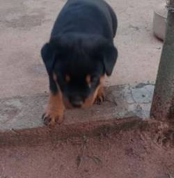 Rottweiler Filhote Pronta-entrega