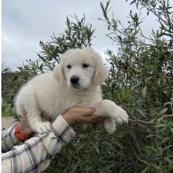 Golden retriever