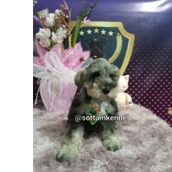 Maravilhosos filhotes de schnauzer miniatura