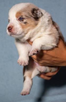 Filhotes De Border Collie Ninhada Morena E Malim
