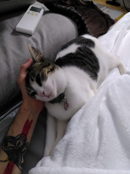 Luna gata branca e tigrada