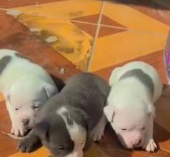 Filhotes De Pitbull Venda