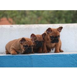 Cachorros Bouledogue Francs - Red Fawn