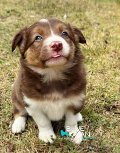 Filhote F�mea De Border Collie Tricolor