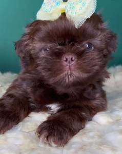 Shih Tzu Fmea - Pelcia Chocolate.
