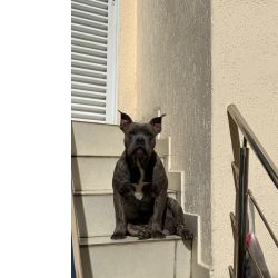 American Bully Macho - Cobertura