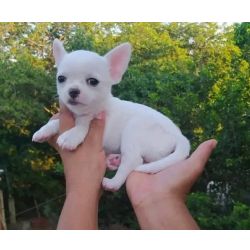 Cachorros Chihuahua vacinados e prontos agora