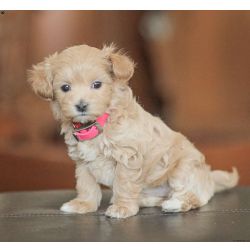 Adorveis cachorros Maltipoo prontos para os seus lares definitivos