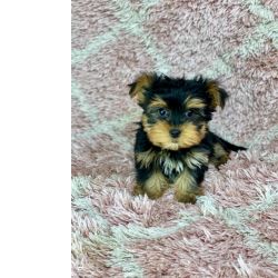 Cachorros Yorkshire Terrier com taxa de adoo aplicada disponvel