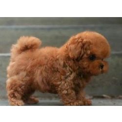 Deslocao de cachorros Caniche Toy machos e fmeas
