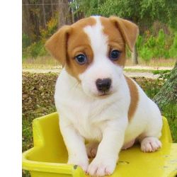 Cachorros Jack Russell de pelo liso para adoo com taxa de adoo necessria