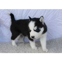 Cachorros Husky Siberiano com Olhos Azuis