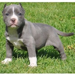 Cachorros Pitt Bull cheios de energia para proteo da famlia e da propriedade