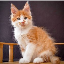 Gatinhos Maine Coon Pure Pedigree registados no GCCF para adoo