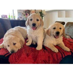 Cachorros Golden Retriever de qualidade e pedigree prontos agora