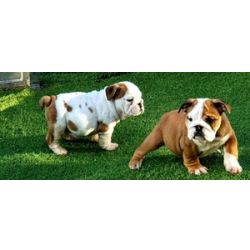 Melhores lares necessrios para cachorros Bulldog Ingls com documentao