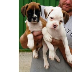 Cachorros Boxer com pedigree prontos para um lar definitivo
