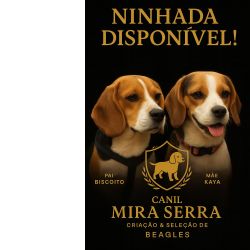 Beagle Com Lop e Afixo