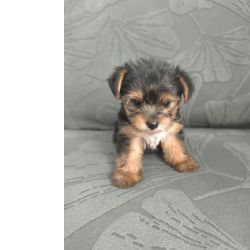 Yorkshire Terrier