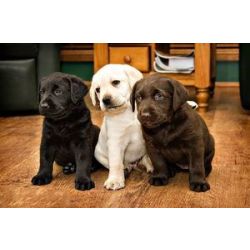Cachorros Labrador Retriever