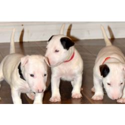 Cachorros Bull Terrier