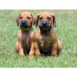 Cachorros Rhodesian Ridgeback