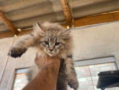 Maine Coon Macho A Pronta Entrega.