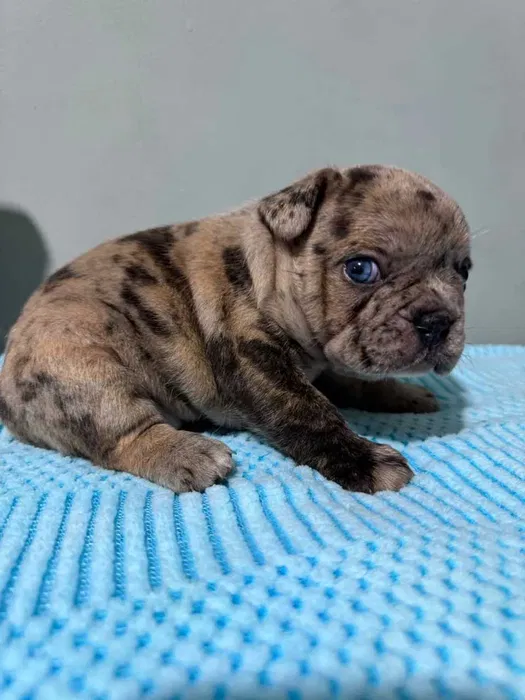 Bulldog frances blue merle
