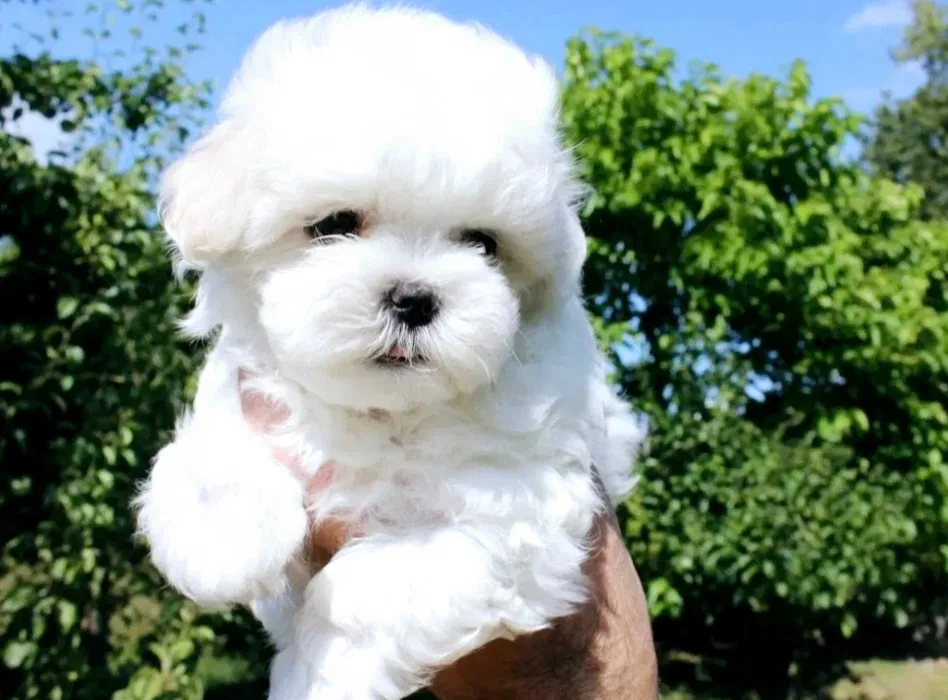 Bichon Malts macho