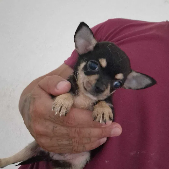Chihuahua Macho cor Black And Tan