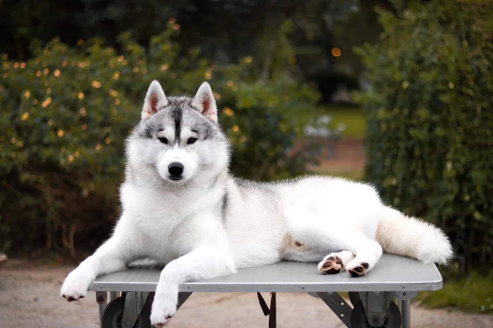 Husky Siberiano com LOP