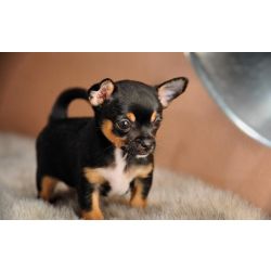 Cachorros Chihuahua preto e castanho disponveis