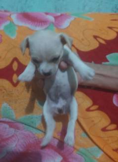 Filhote De Pincher 0 Leg�timo Com 50 Dias