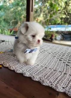 Filhotes De Lhasa Apso F�meas Brancas Com Olhos Claros!