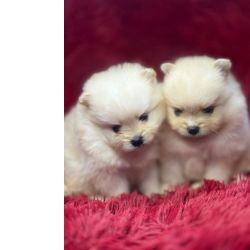 Spitz alem�o an�o macho creme e branco dispon�vel Pedigree cbkc