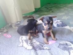 Filhotes De Pinscher Barato