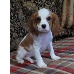 Cavalier King Charles Spaniel