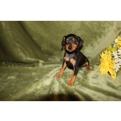 Pinscher Miniatura