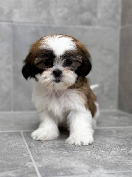 Shih-tzu
