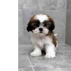 Shih-tzu