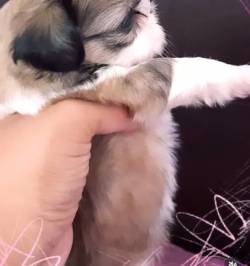 Procuro Fillhote De  Shih Tzu Machinho Comprar