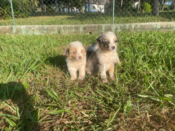 DEIXE NOSSOS BORDERS FAZEREM PARTE DA SUA FAMÍLIA CÃES LINDOS E CRIADOS POR MÉDICA VETERINÁRIA