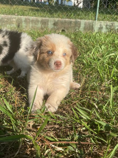 DEIXE NOSSOS BORDERS FAZEREM PARTE DA SUA FAMÍLIA CÃES LINDOS E CRIADOS POR MÉDICA VETERINÁRIA