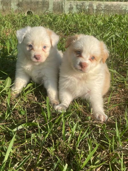 DEIXE NOSSOS BORDERS FAZEREM PARTE DA SUA FAMÍLIA CÃES LINDOS E CRIADOS POR MÉDICA VETERINÁRIA