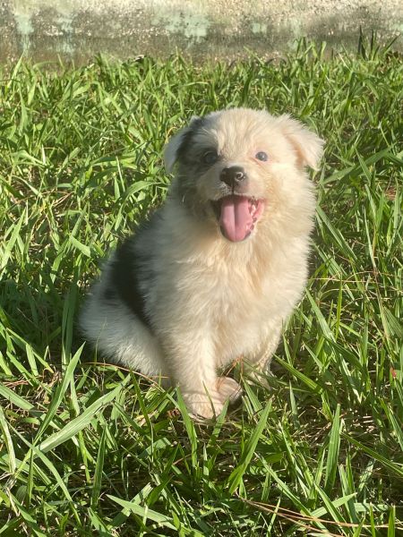 DEIXE NOSSOS BORDERS FAZEREM PARTE DA SUA FAMÍLIA CÃES LINDOS E CRIADOS POR MÉDICA VETERINÁRIA