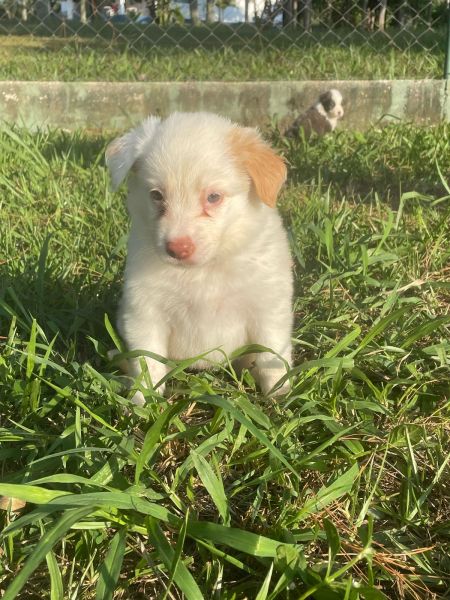 DEIXE NOSSOS BORDERS FAZEREM PARTE DA SUA FAMÍLIA CÃES LINDOS E CRIADOS POR MÉDICA VETERINÁRIA