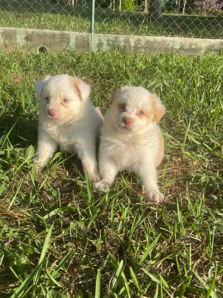 DEIXE NOSSOS BORDERS FAZEREM PARTE DA SUA FAMÍLIA CÃES LINDOS E CRIADOS POR MÉDICA VETERINÁRIA