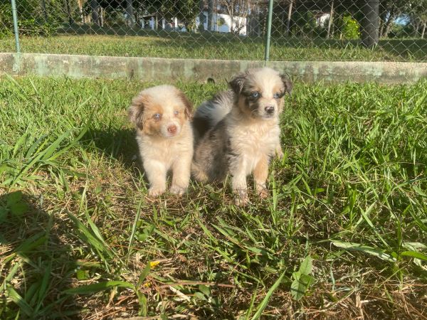 DEIXE NOSSOS BORDERS FAZEREM PARTE DA SUA FAMÍLIA CÃES LINDOS E CRIADOS POR MÉDICA VETERINÁRIA